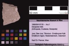 Foto (Objekt + Etiketten) von Decapoda indet. (NHMW-GEO-1990-0041-0139)